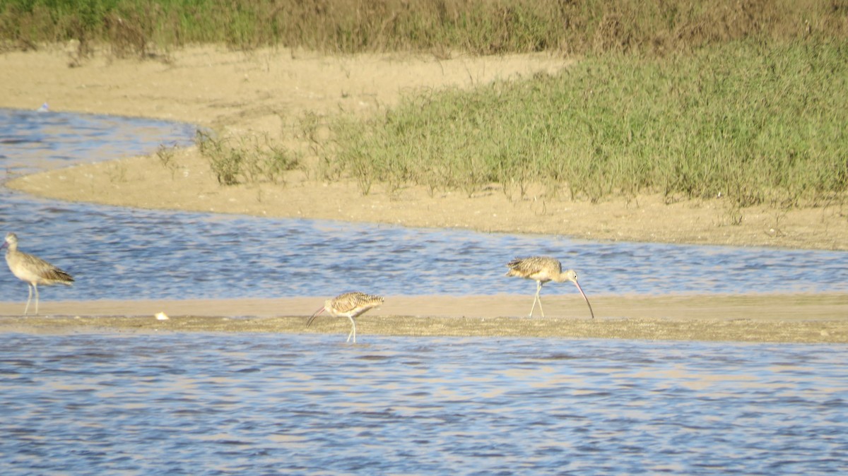 Long-billed Curlew - ML105112461