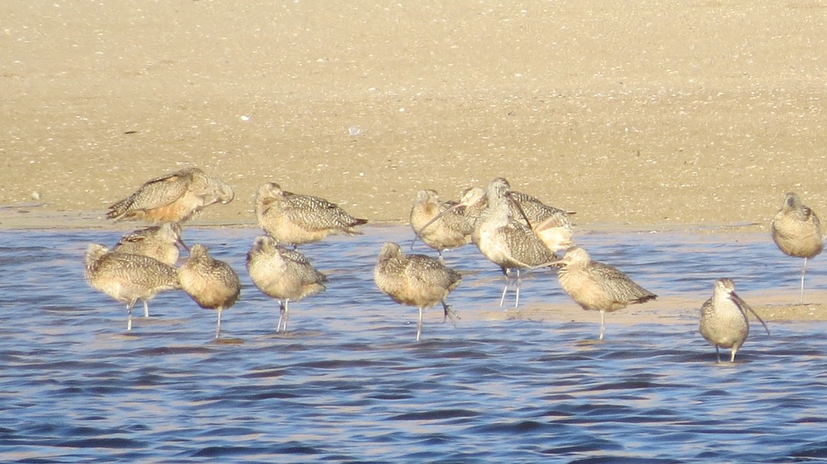 Long-billed Curlew - ML105112581