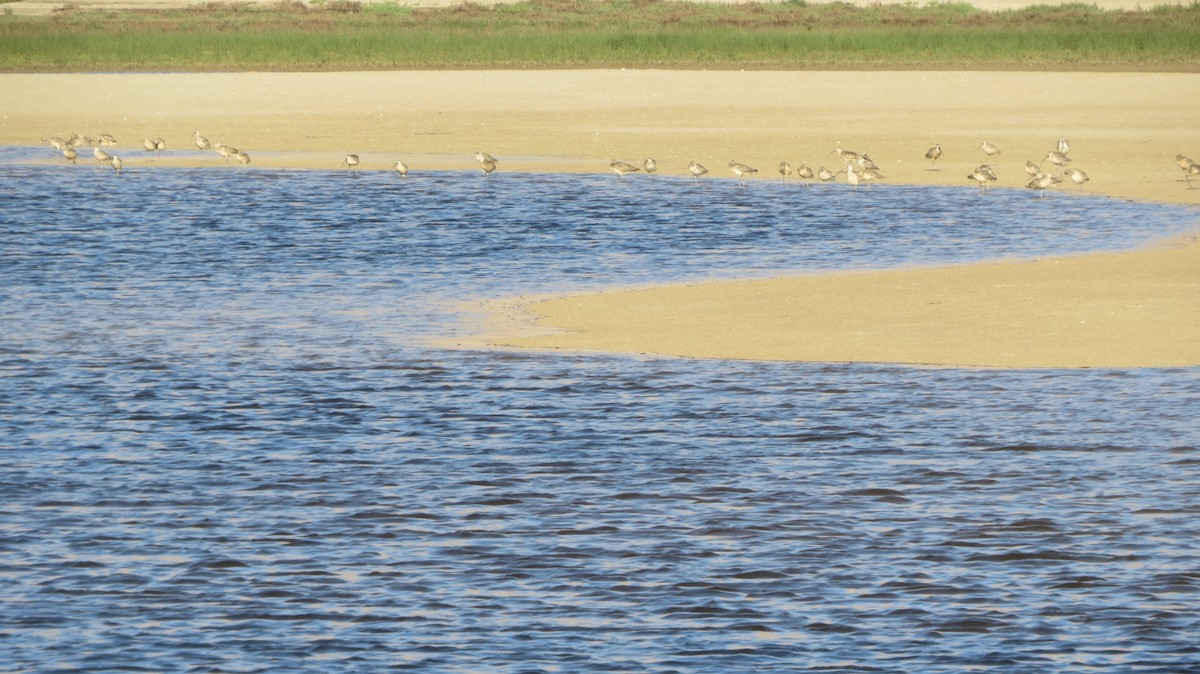 Long-billed Curlew - ML105112821