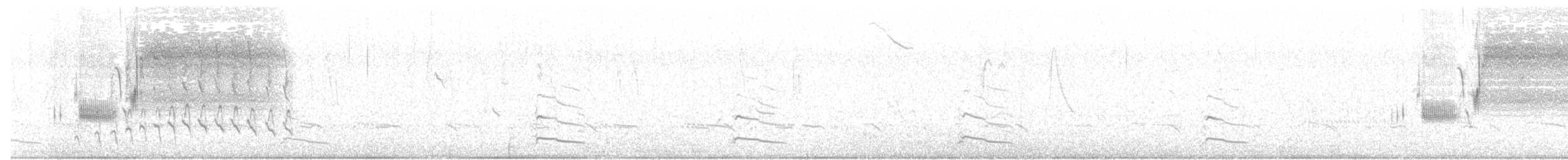 Багновець приморський (підвид maritima/macgillivraii) - ML105113721