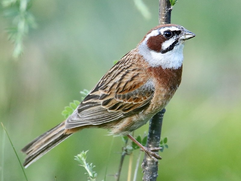 Meadow Bunting - Pavel Parkhaev