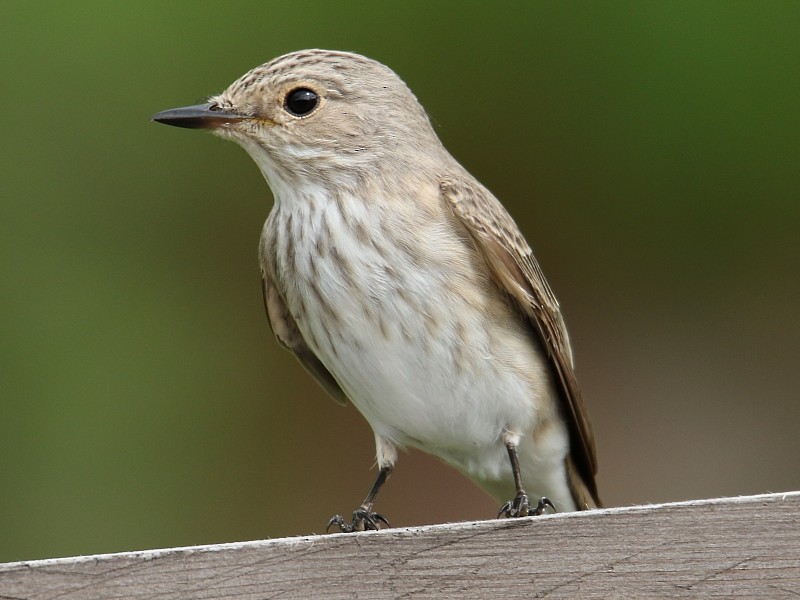 Spotted Flycatcher (Spotted) - ML105114721