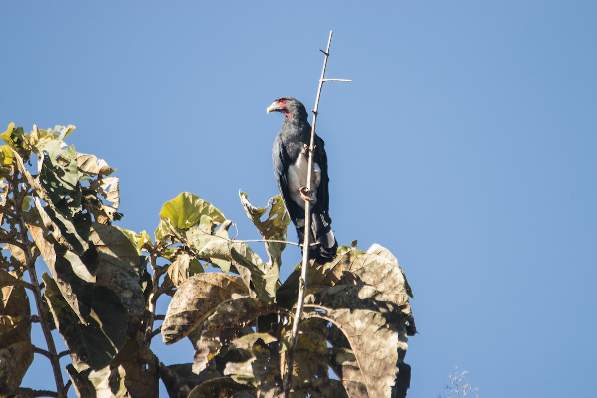 Red-throated Caracara - ML105114871