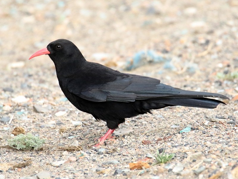 Red-billed Chough (Red-billed) - ML105115711