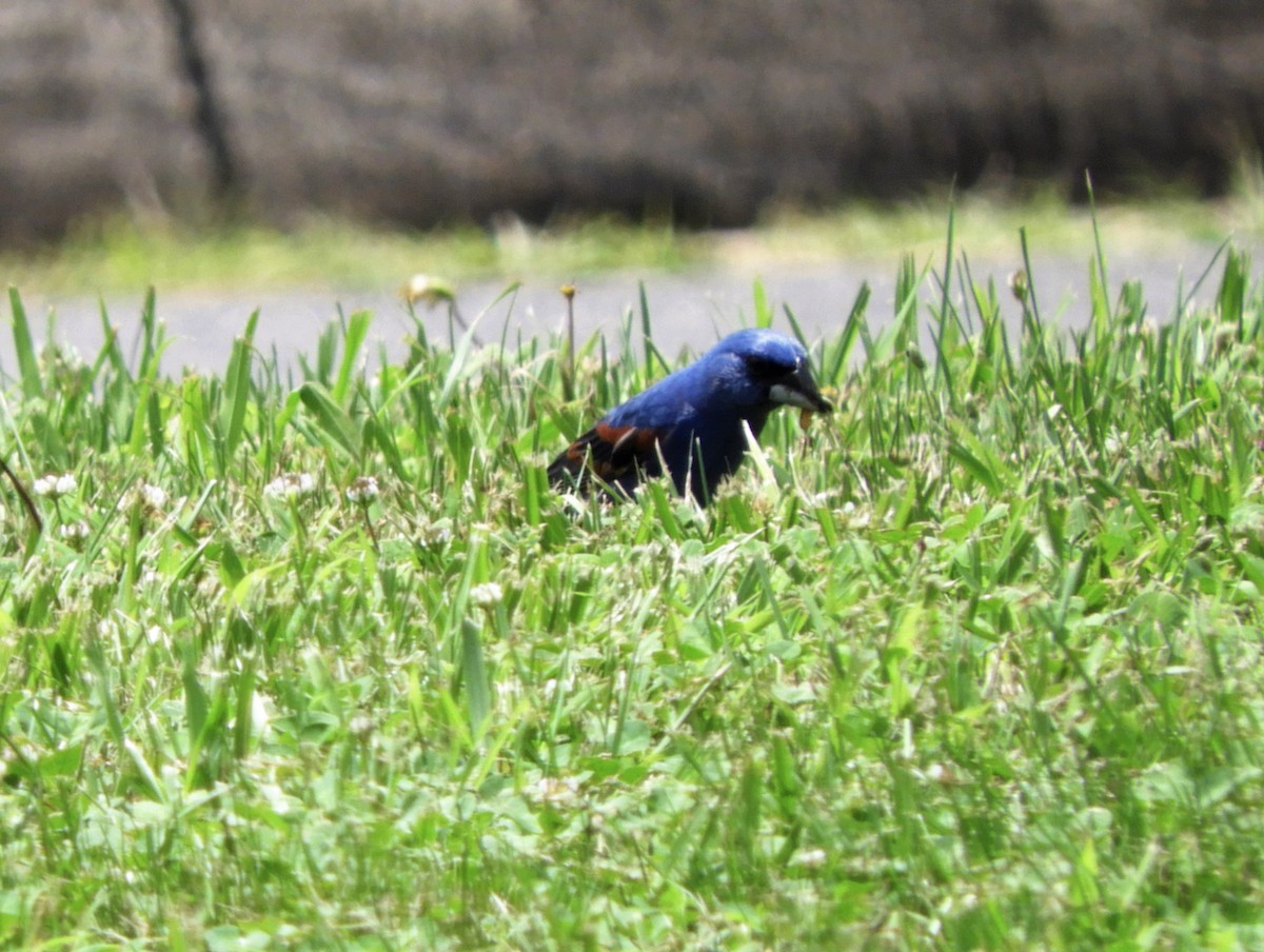 Blue Grosbeak - ML105117071