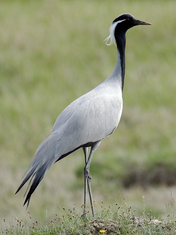 Demoiselle Crane - ML105117771