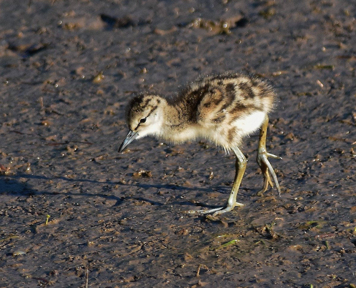 Willet - Robert Lange