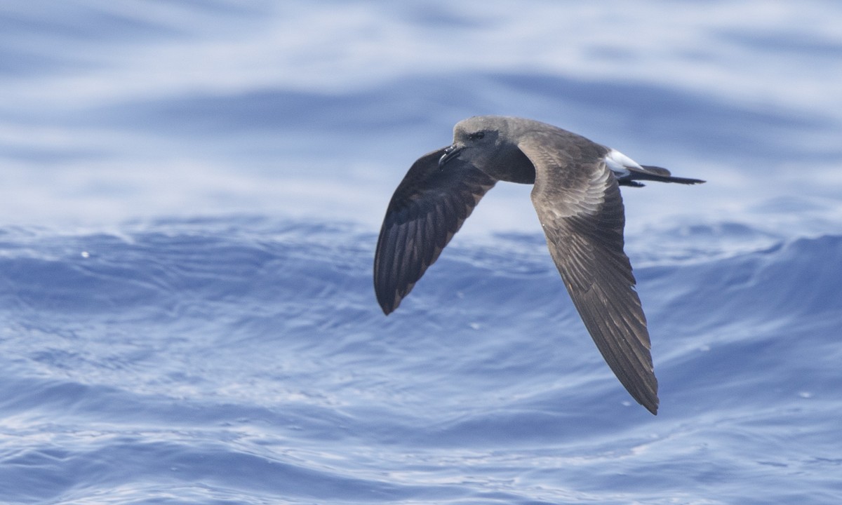 Band-rumped Storm-Petrel - ML105118141