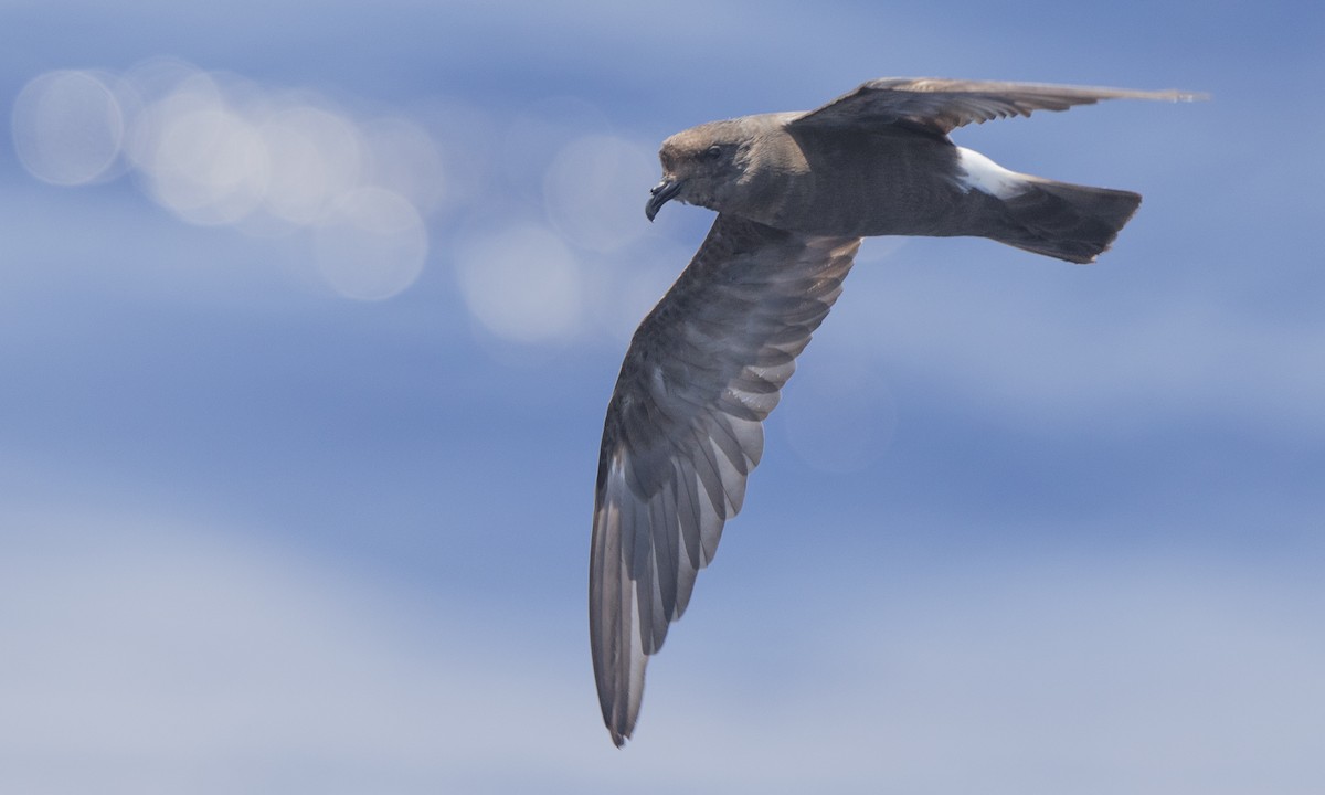 Band-rumped Storm-Petrel - ML105118161