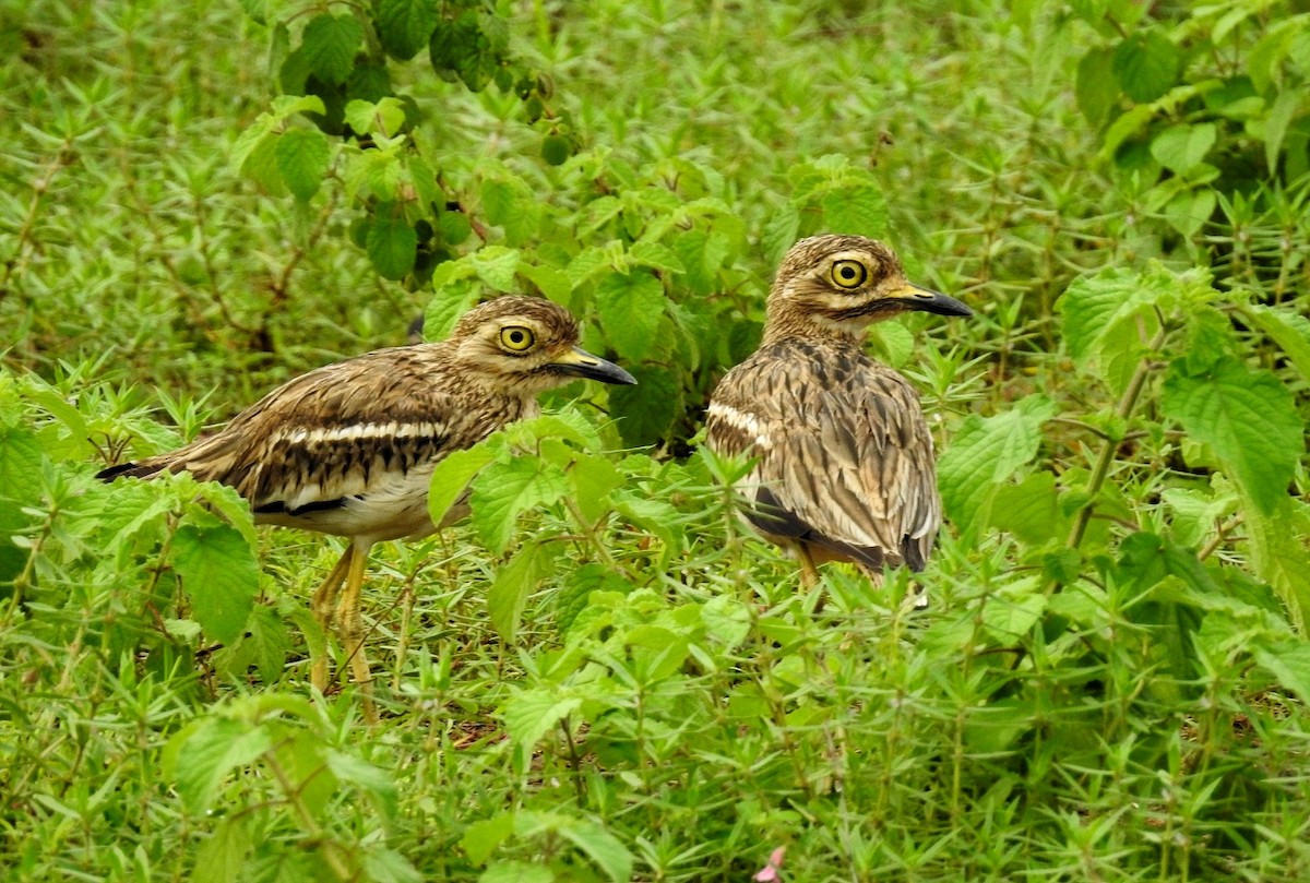 Indian Thick-knee - ML105118851