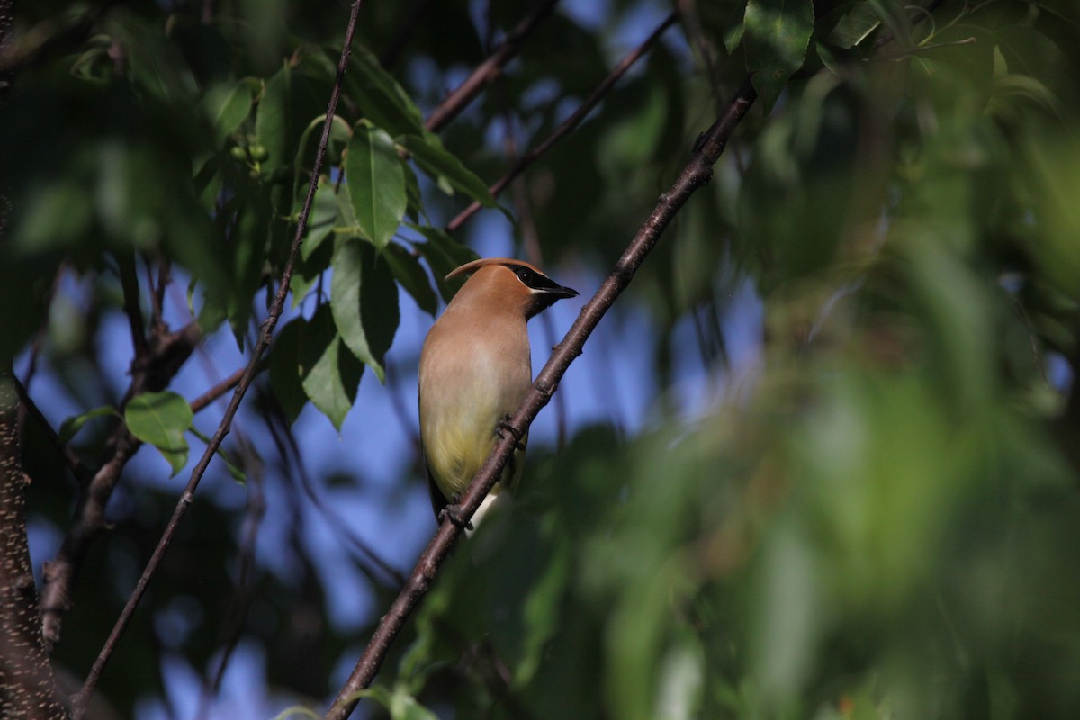 Cedar Waxwing - ML105118891