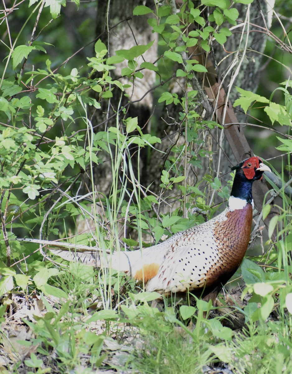 Ring-necked Pheasant - Dakota Maxwell