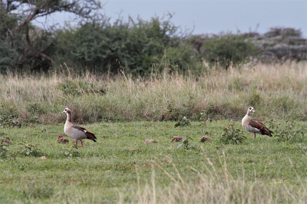 Egyptian Goose - ML105120871