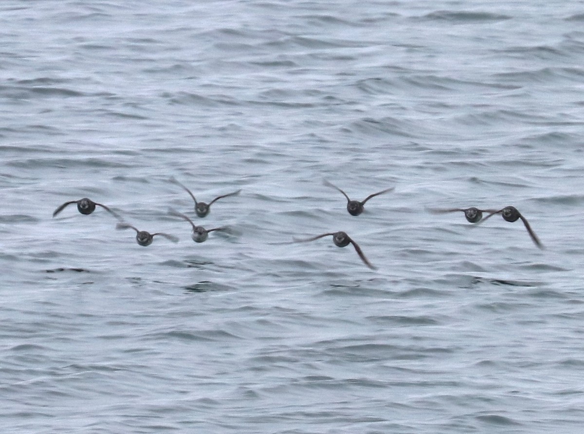 Least Auklet - Dave Czaplak