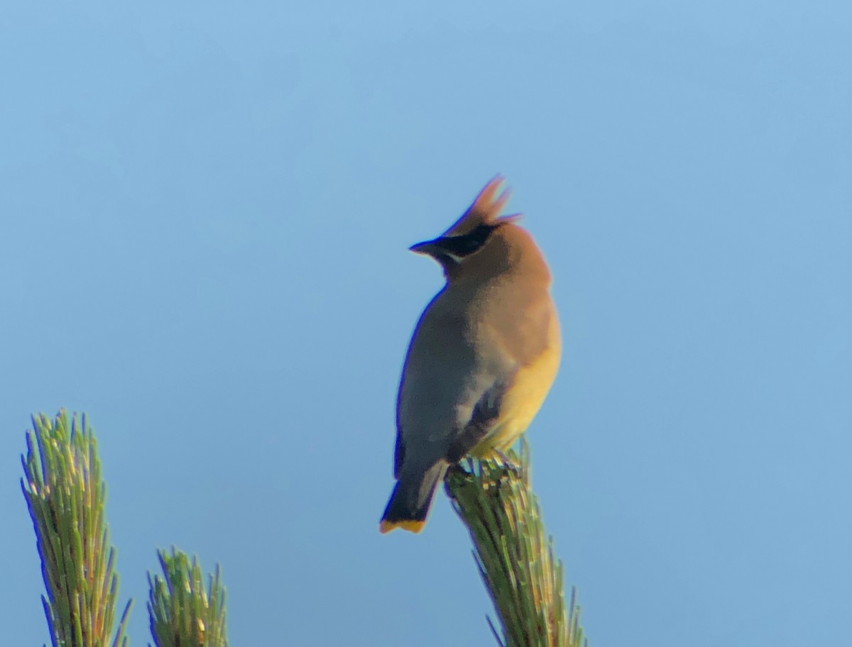 Cedar Waxwing - ML105121981