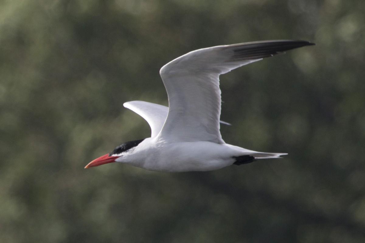 Caspian Tern - ML105122871