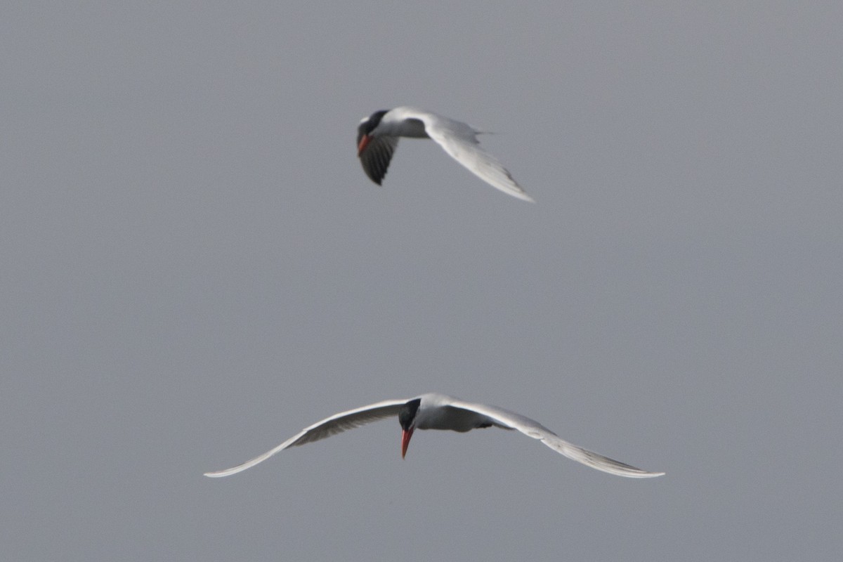 Caspian Tern - ML105122931