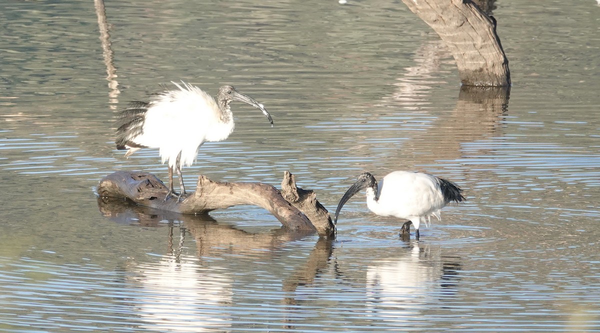 African Sacred Ibis - ML105124311