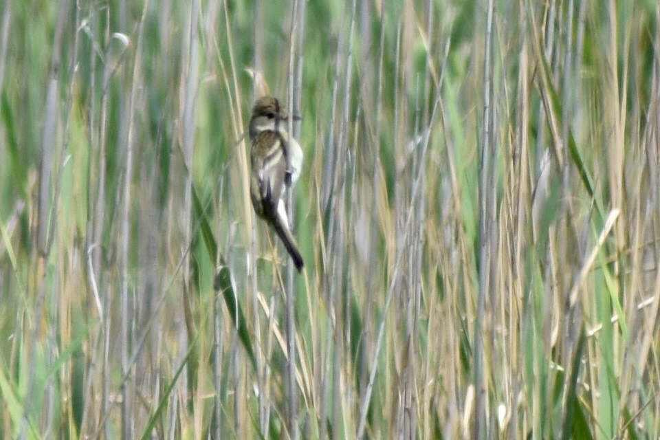 Willow Flycatcher - ML105126101