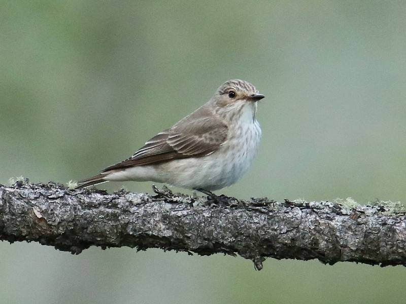 Spotted Flycatcher (Spotted) - ML105126351