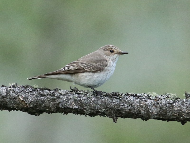 Spotted Flycatcher (Spotted) - ML105126361