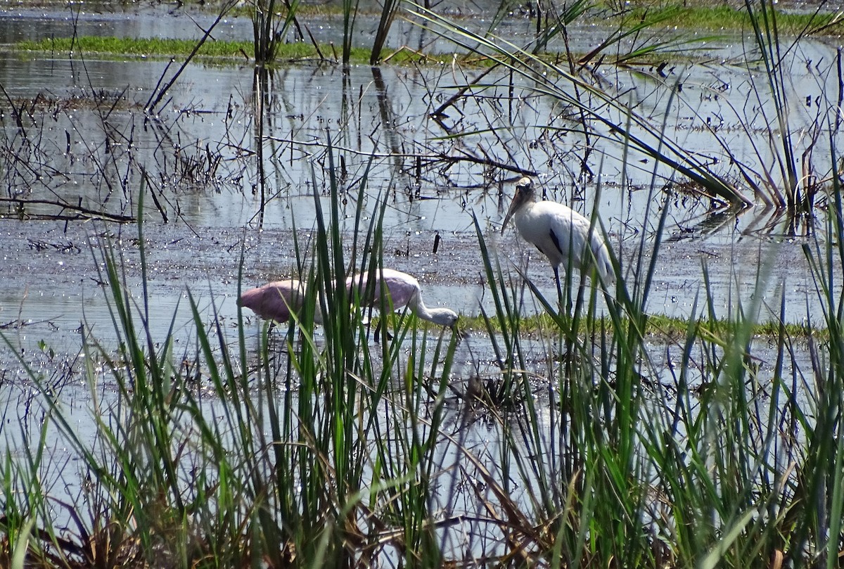 Wood Stork - ML105129401