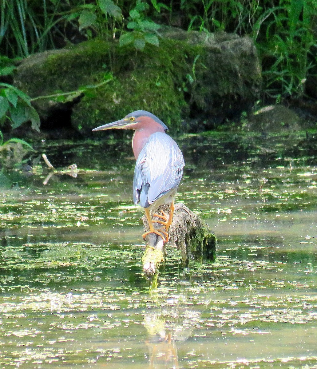 Green Heron - Ann Tanner