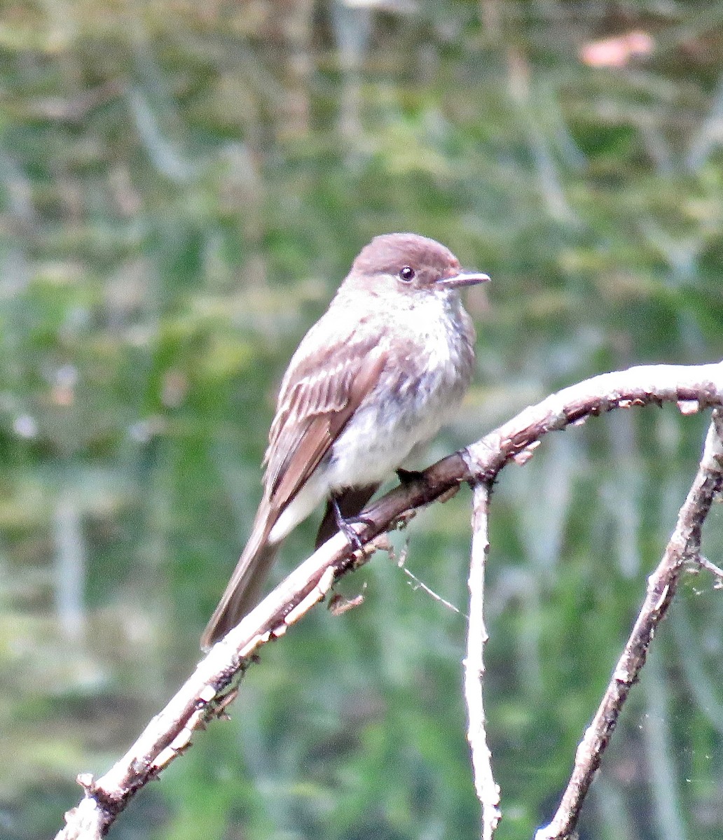 Eastern Phoebe - ML105129841