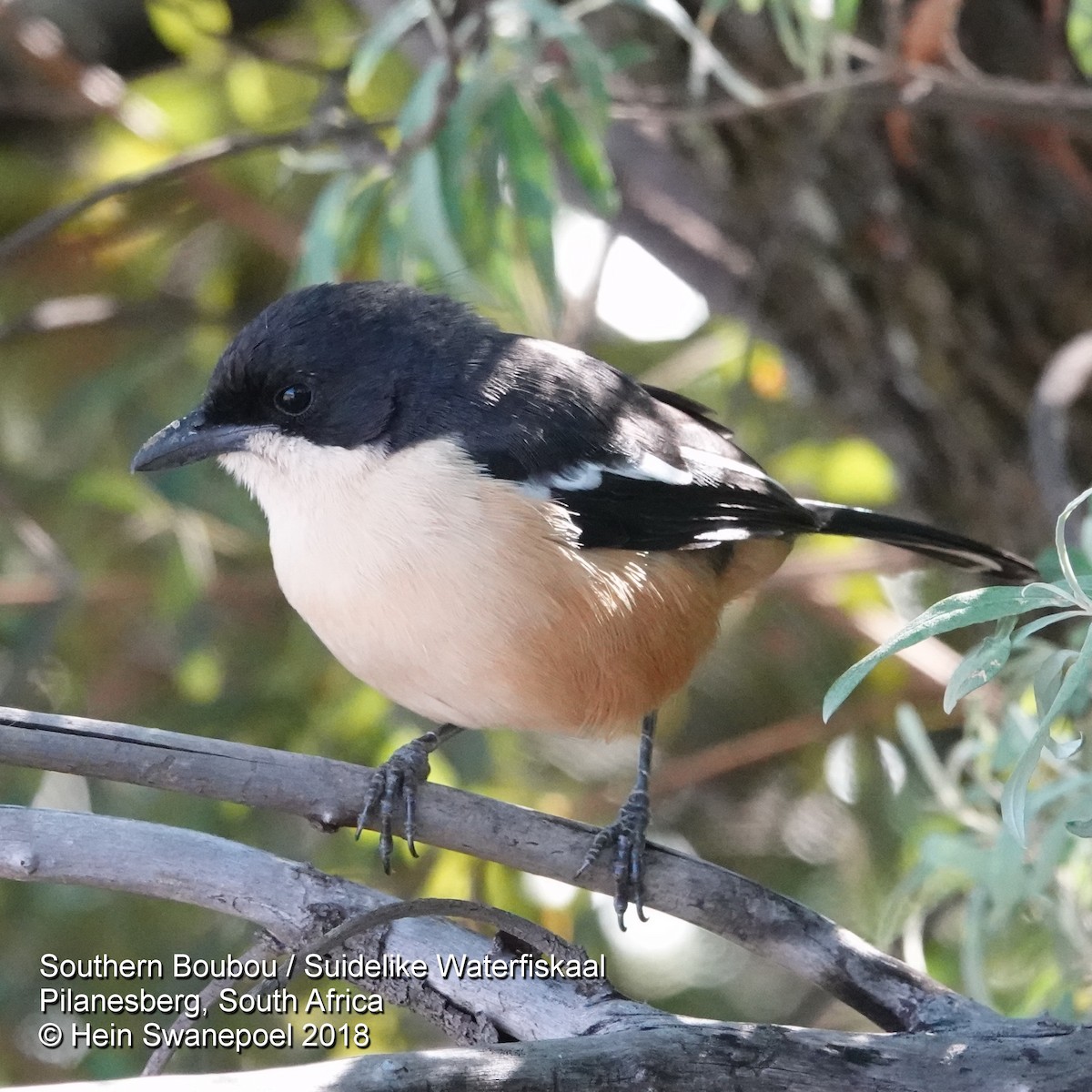 Southern Boubou - ML105130051