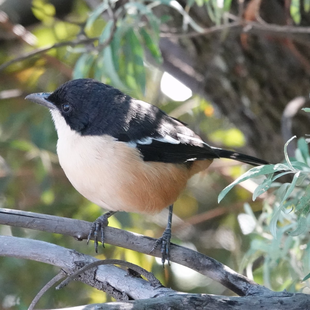 Southern Boubou - ML105130081