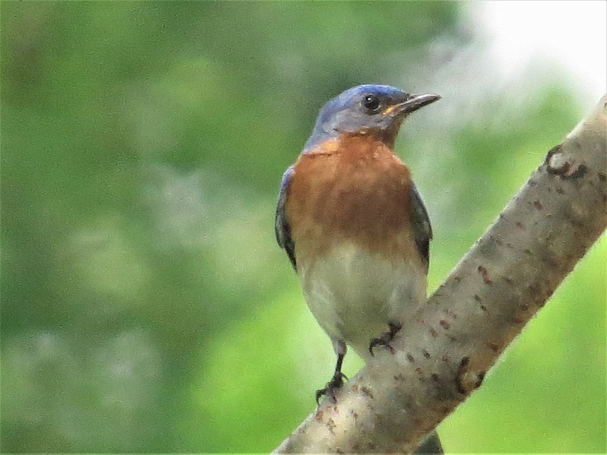 Eastern Bluebird - ML105130161