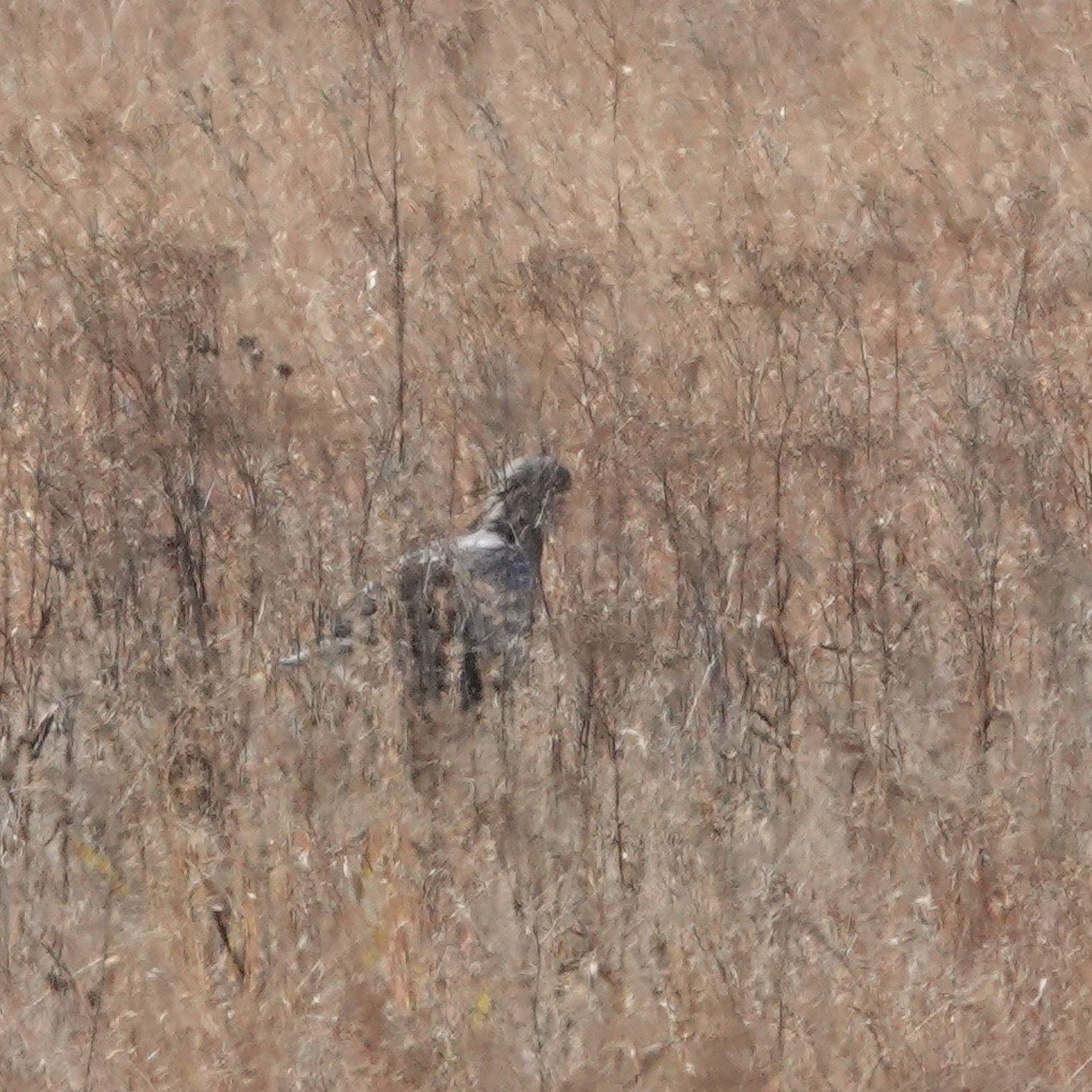 Secretarybird - Hendrik Swanepoel