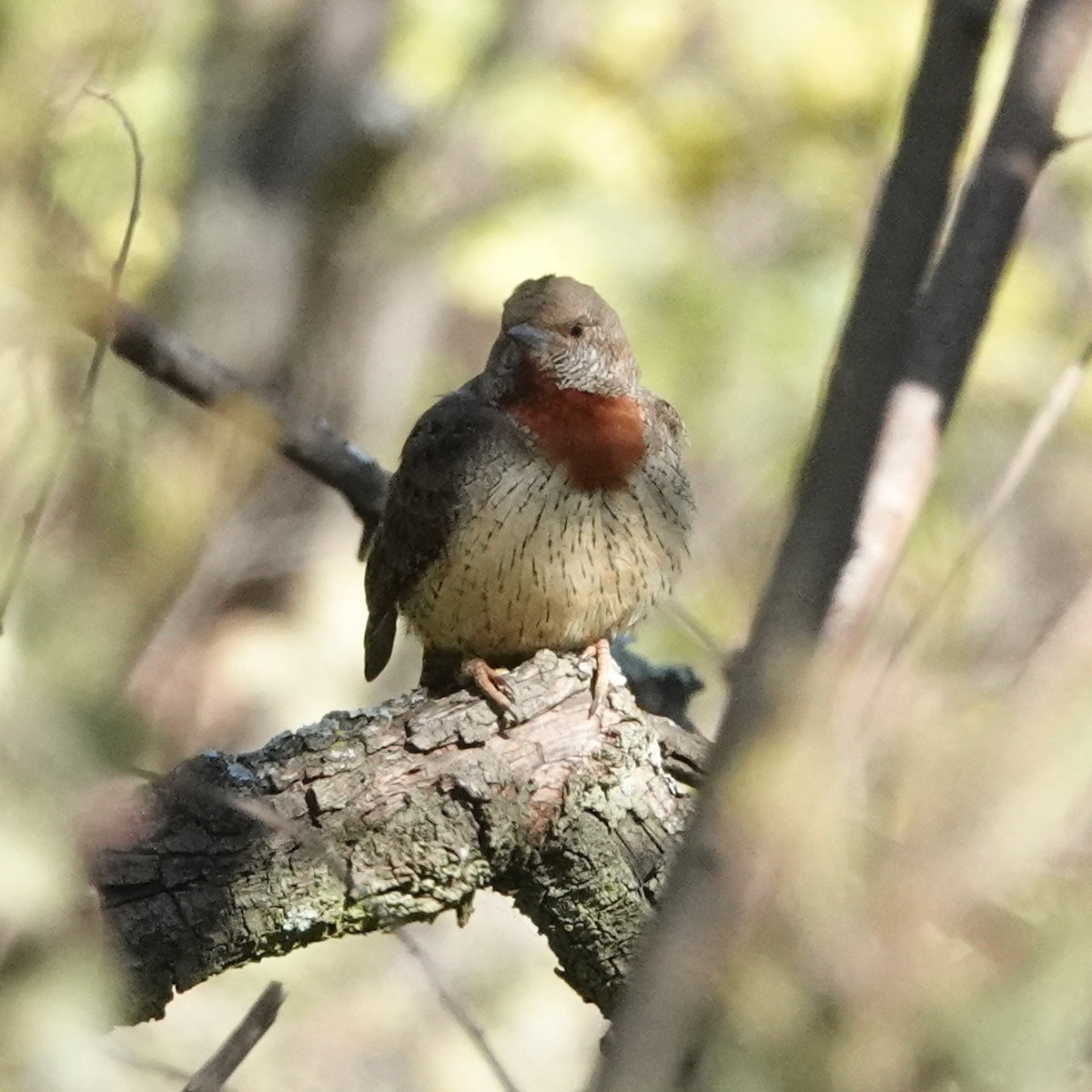 Rufous-necked Wryneck - Hendrik Swanepoel