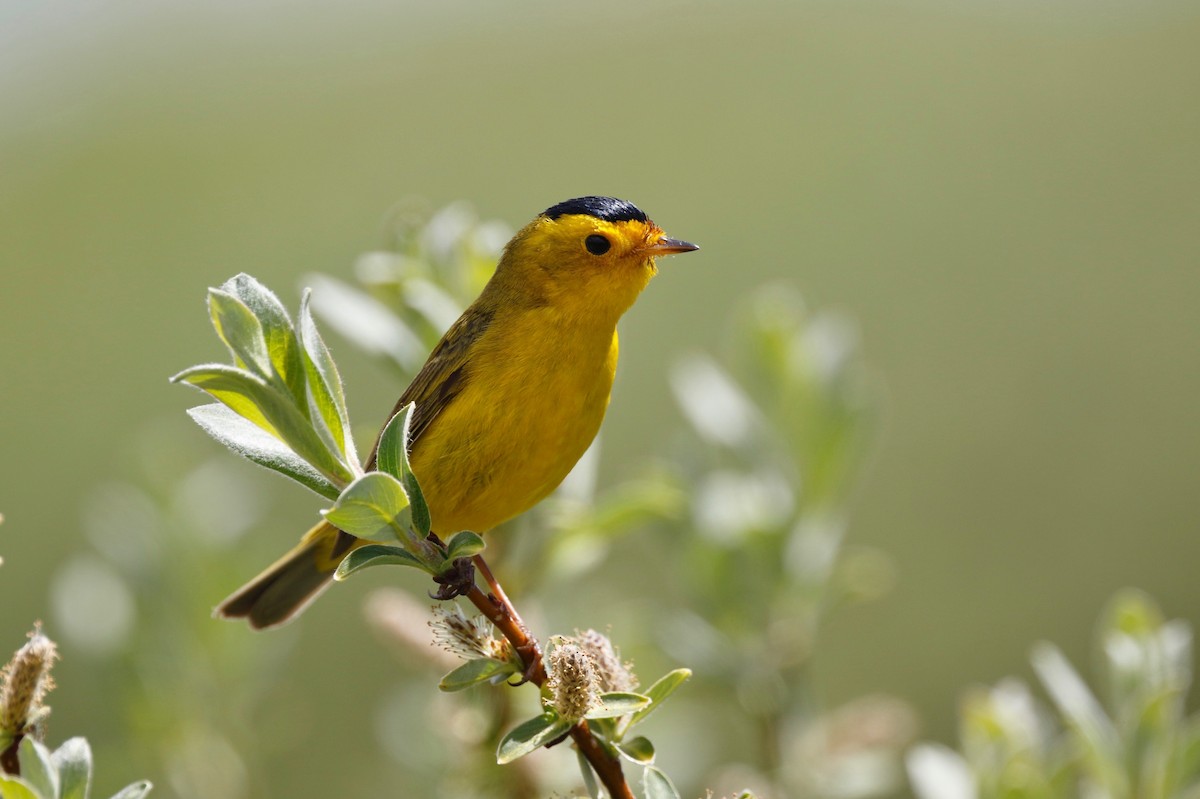 Wilson's Warbler - ML105136871