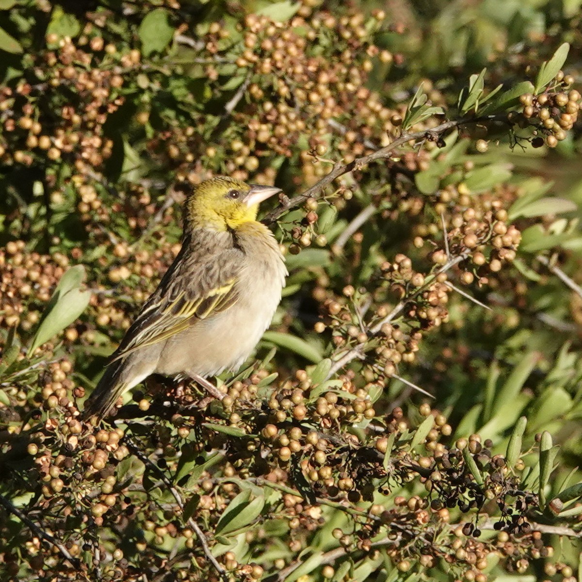 Tisserin à tête rousse - ML105137461