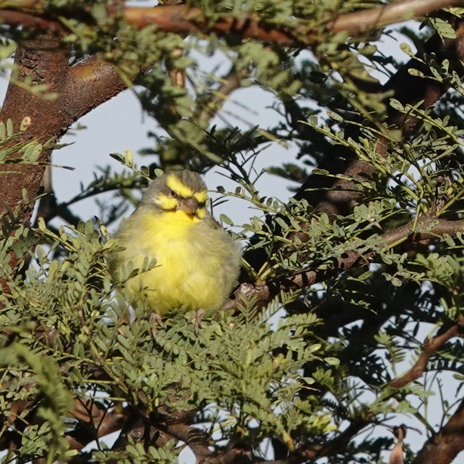Yellow-fronted Canary - ML105137631
