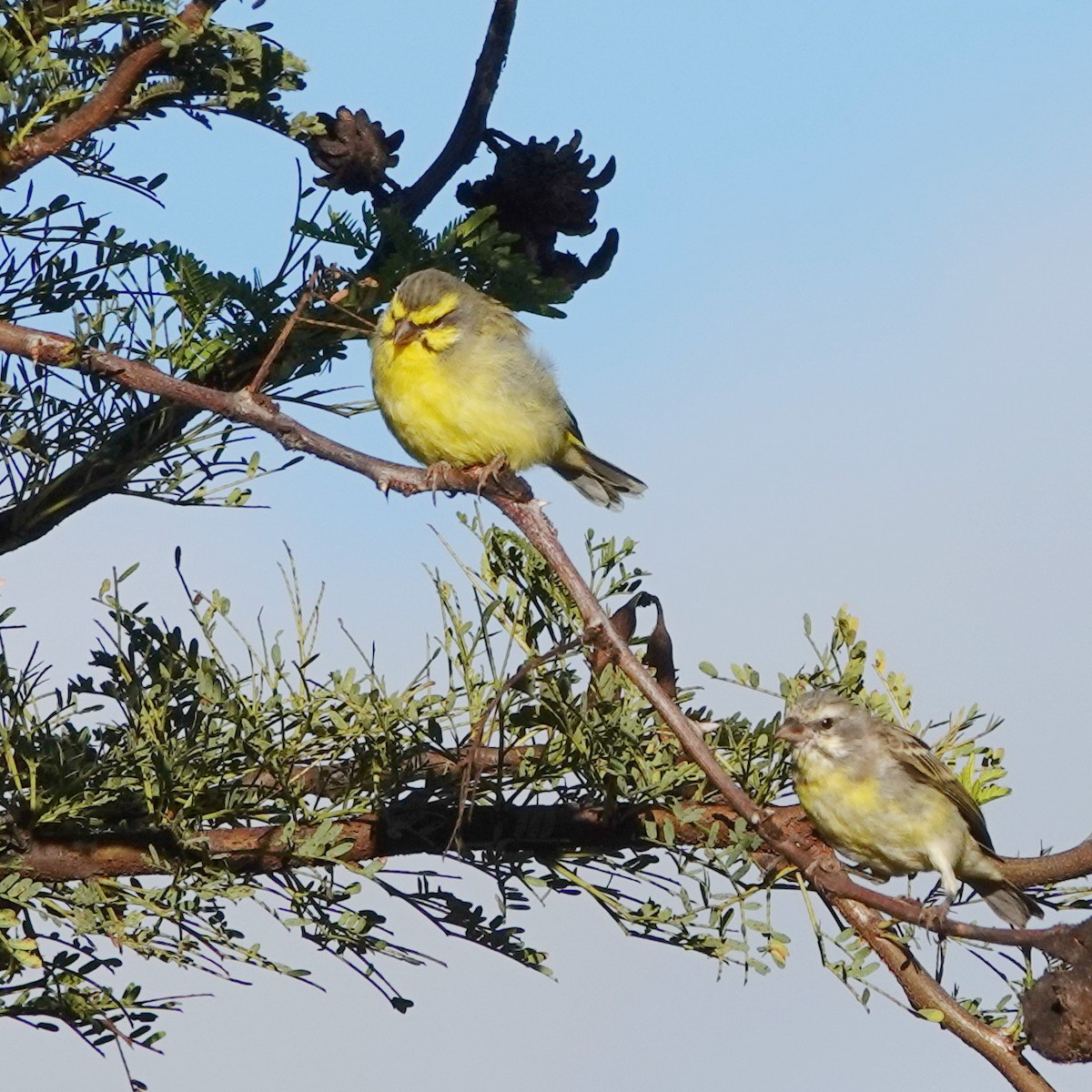 Yellow-fronted Canary - ML105137641
