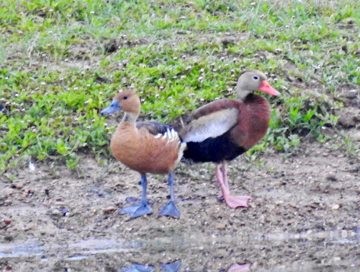 Fulvous Whistling-Duck - ML105137871