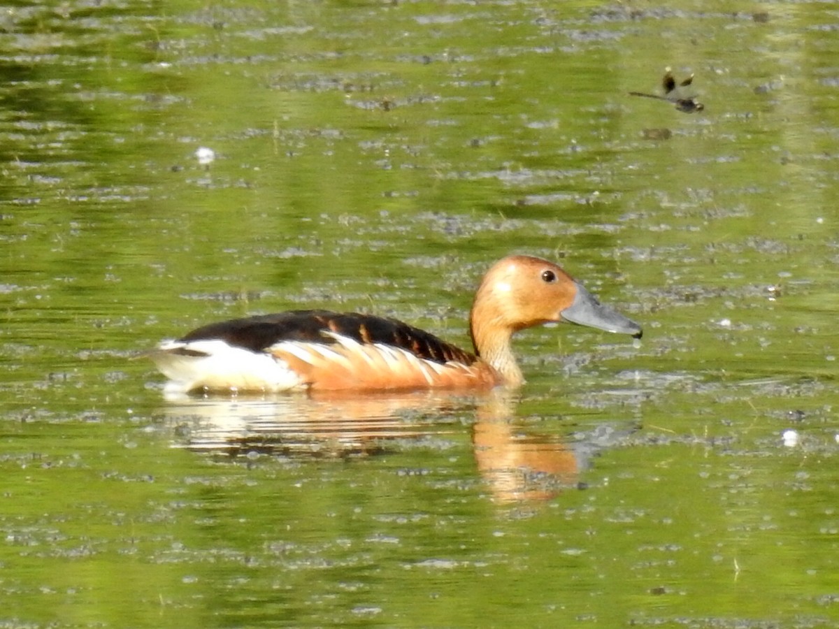 Fulvous Whistling-Duck - ML105138071