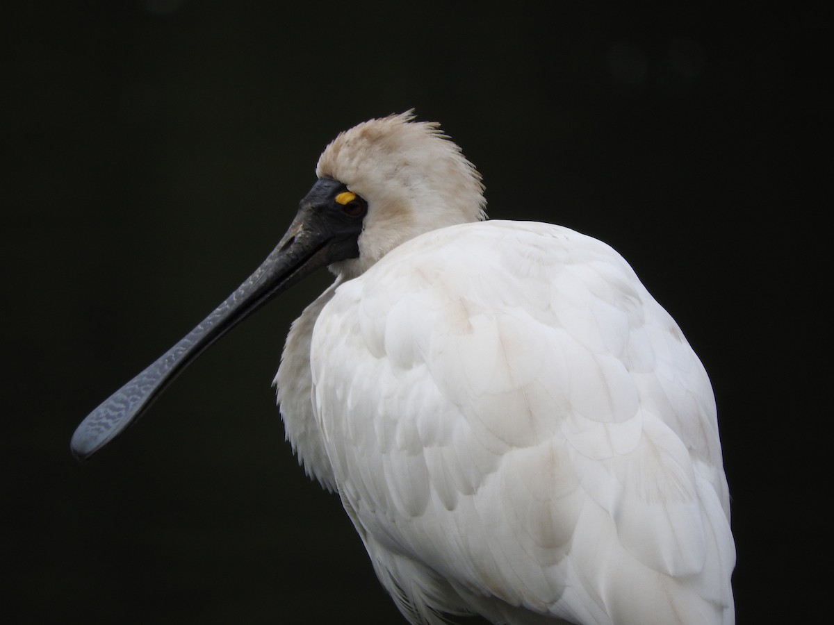 Royal Spoonbill - ML105141441