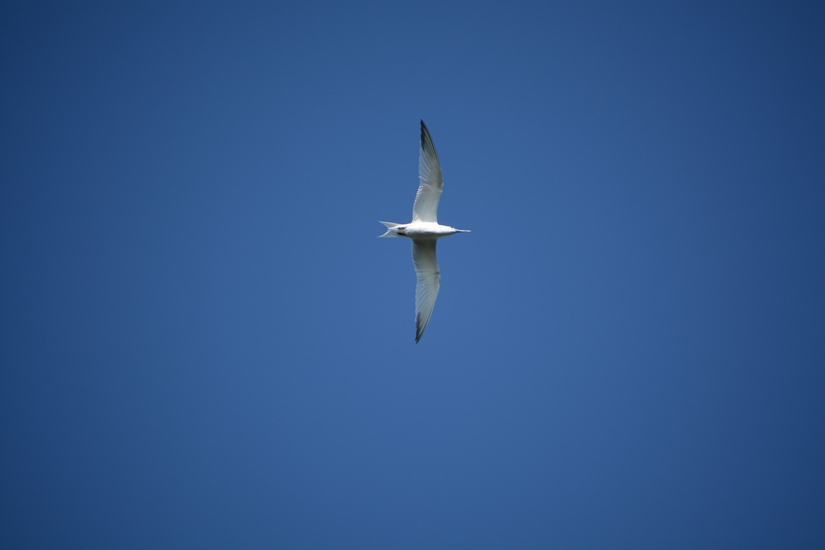 Sandwich Tern - Nick Vance