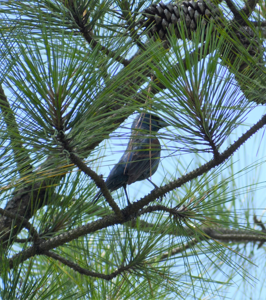 Blue Grosbeak - ML105141911