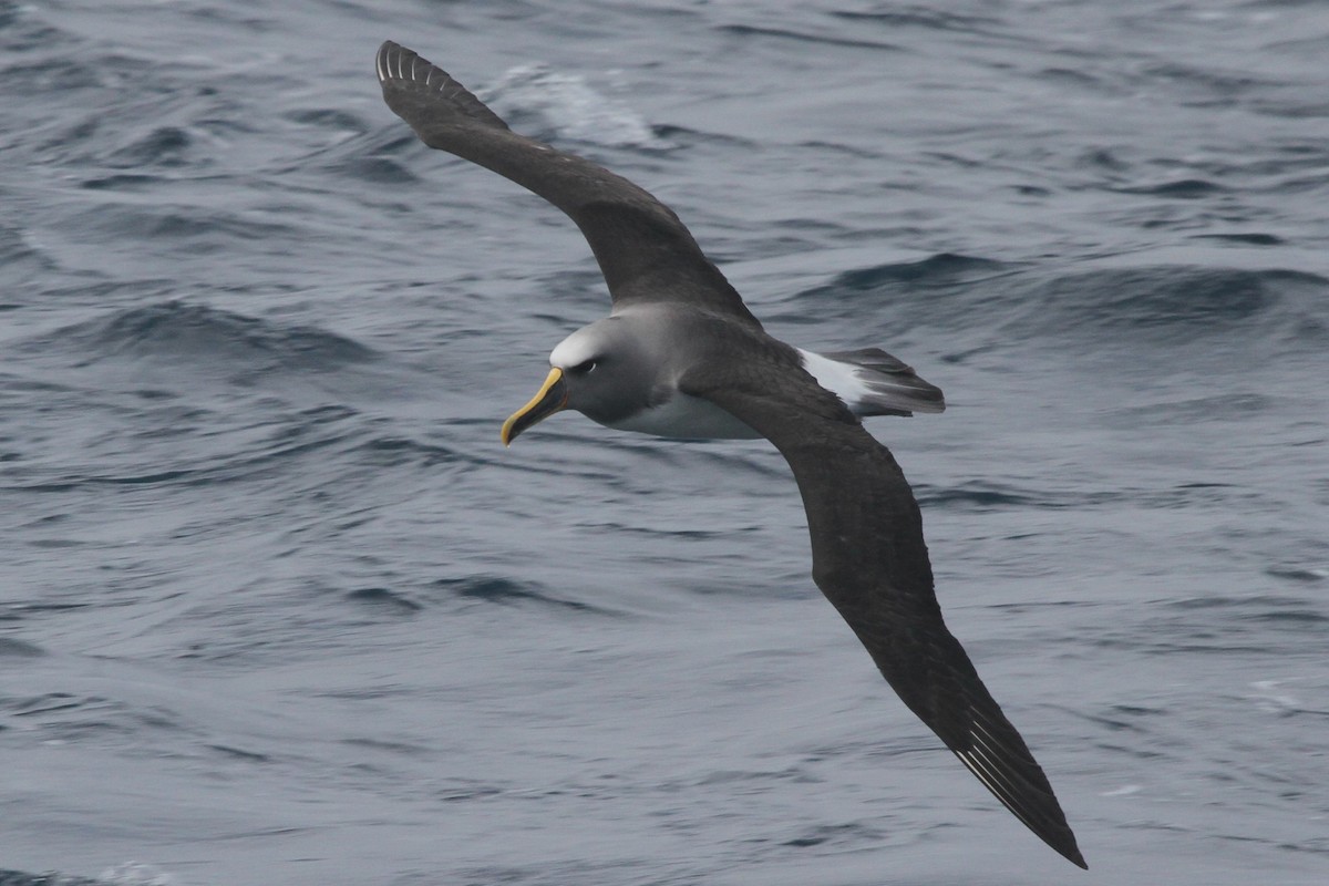 Buller's Albatross - ML105142191