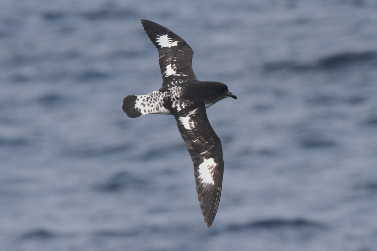 Cape Petrel - ML105142211