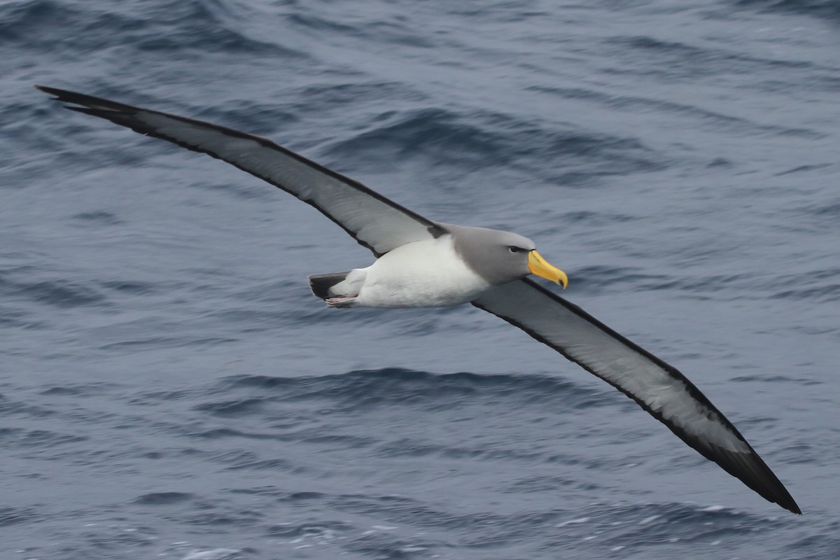 Albatros de las Chatham - ML105142241