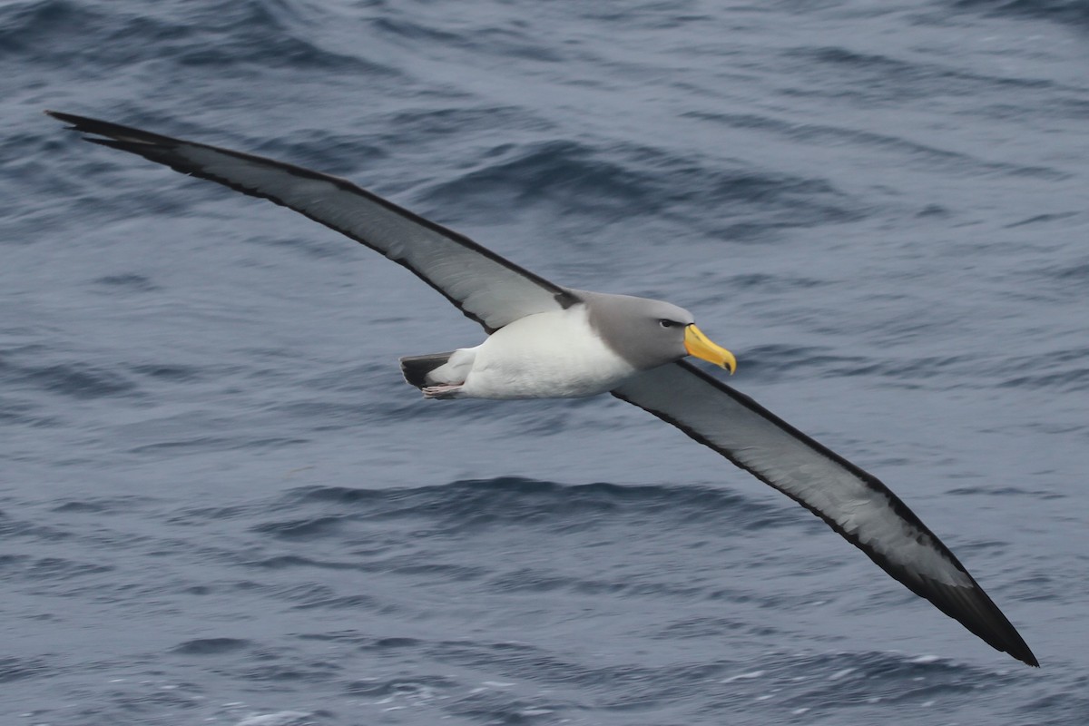 Chatham Albatross - James (Jim) Holmes