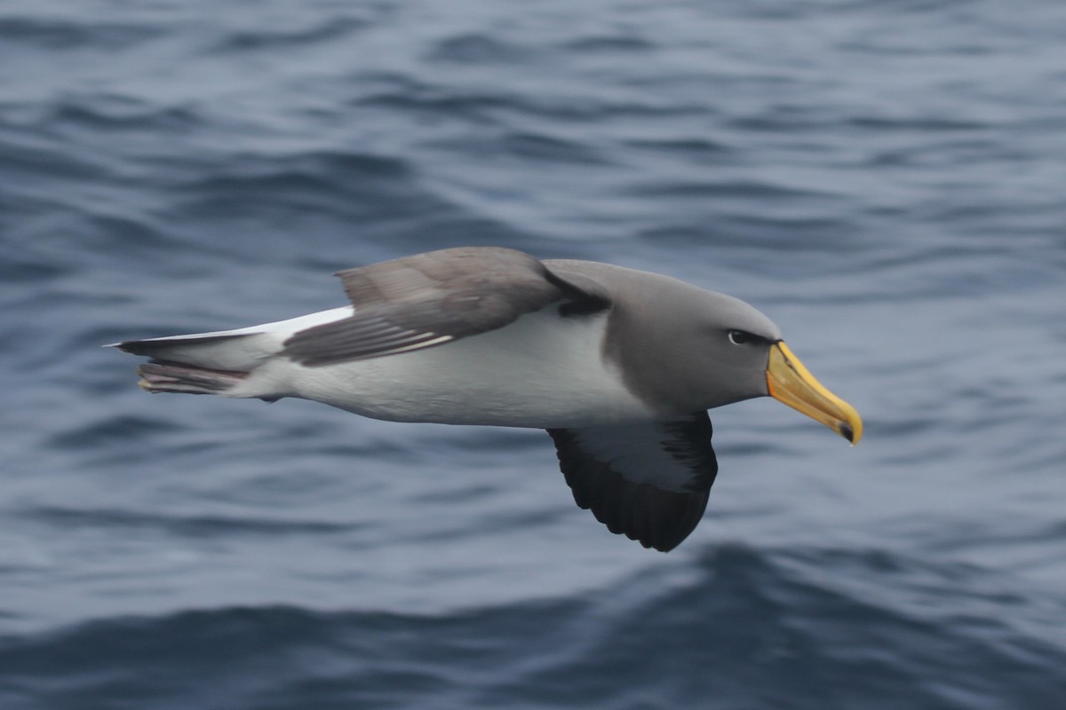 Chatham Albatross - James (Jim) Holmes