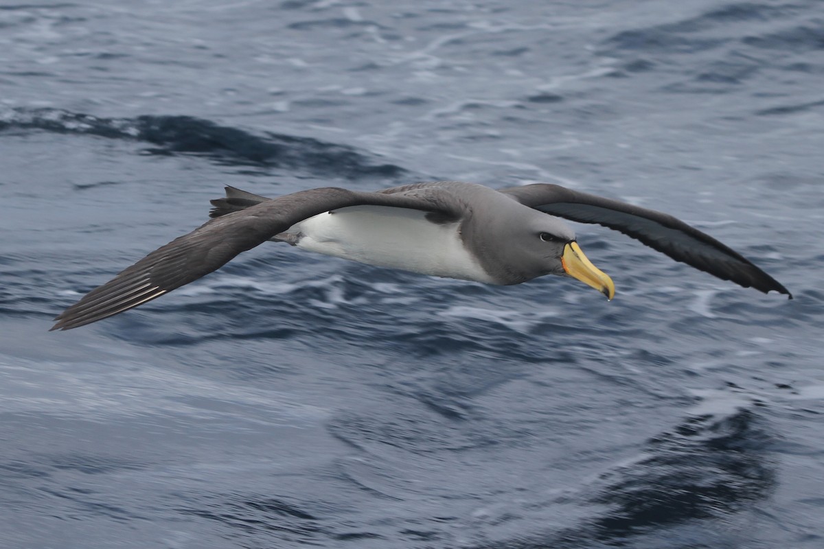 Chatham Albatross - ML105142331