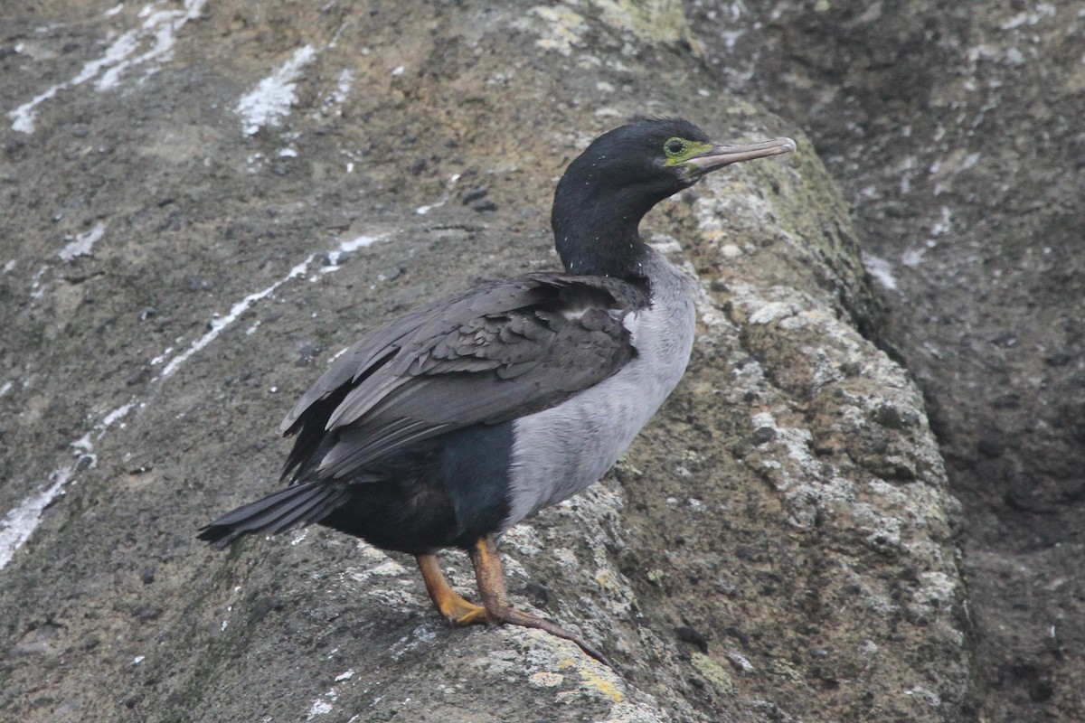 Pitt Island Shag - James (Jim) Holmes