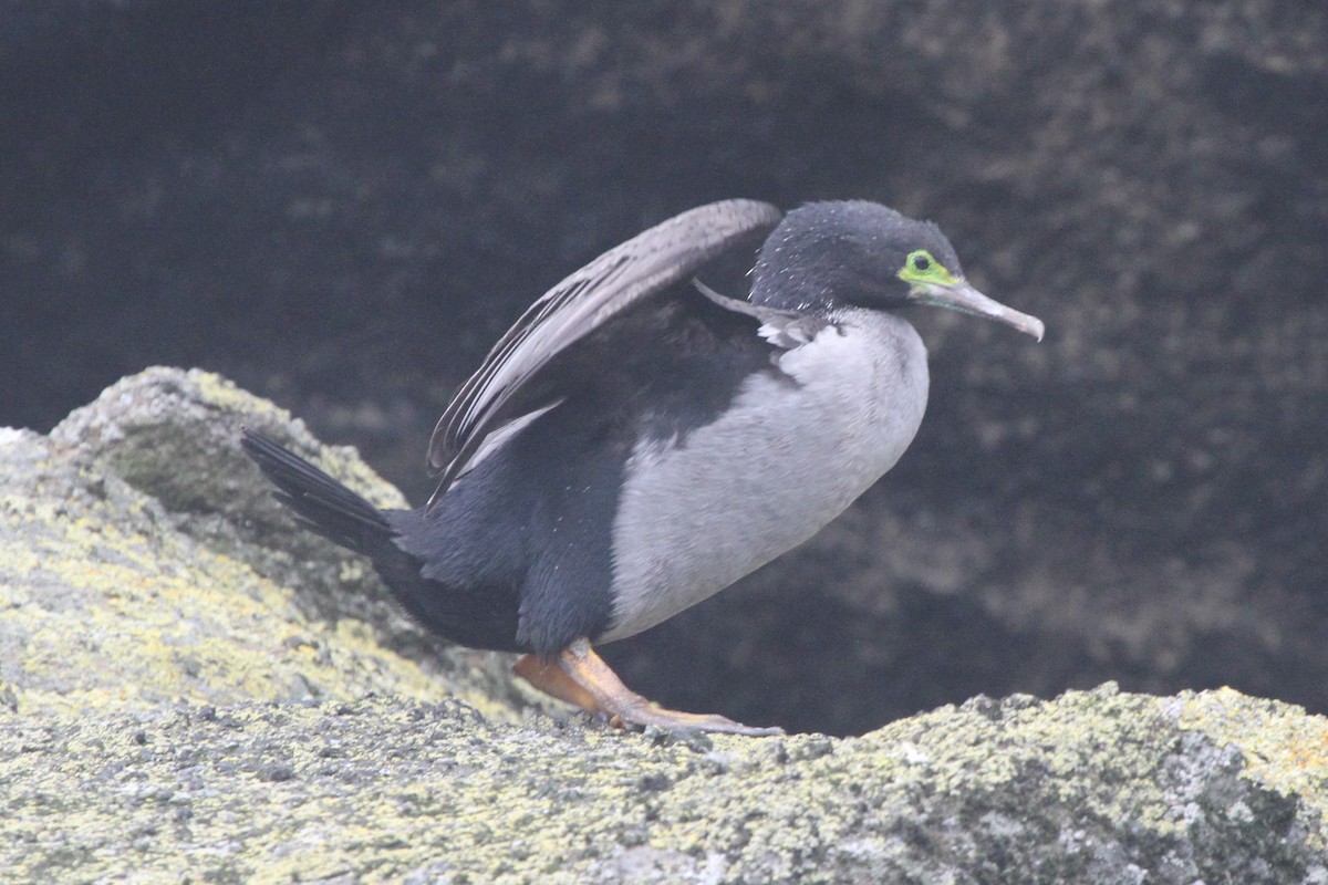 Pitt Island Shag - ML105143201